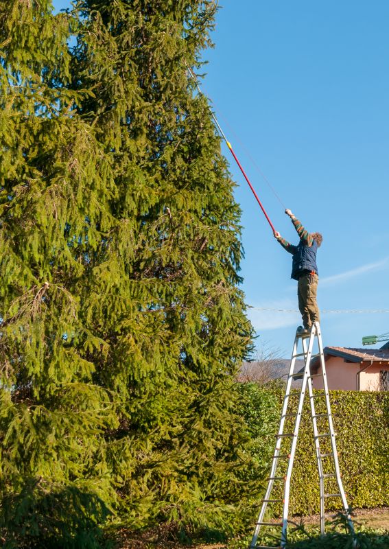 Seasonal Tree Maintenance