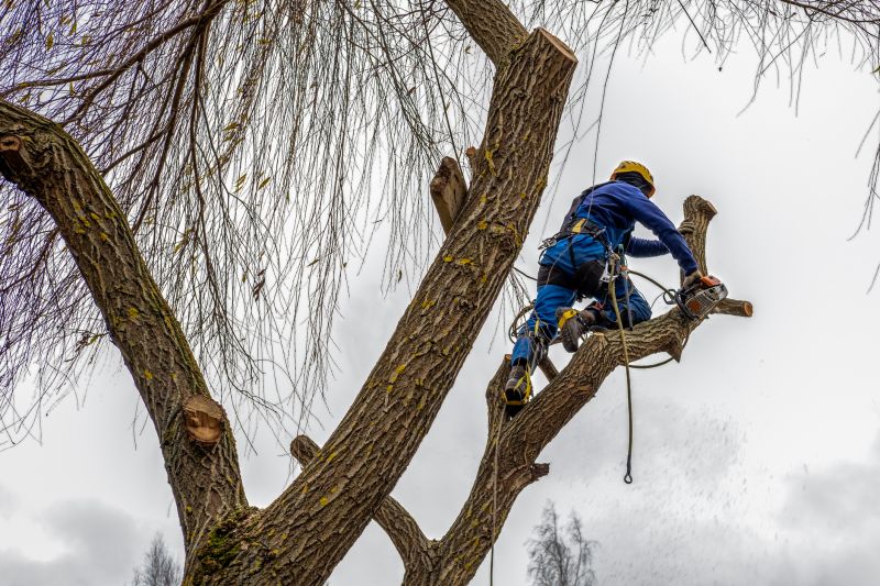Professional Tree Service Team
