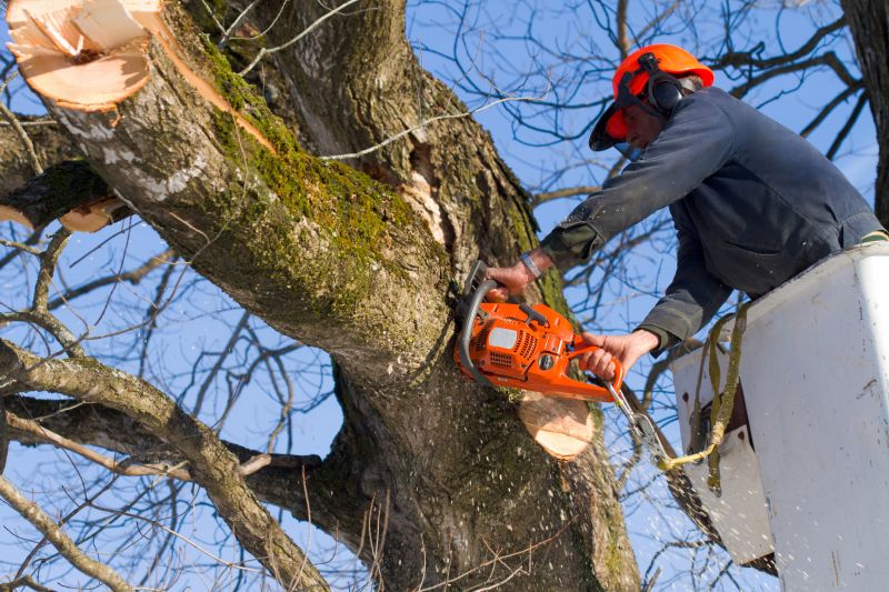Safety Measures in Tree Trimming