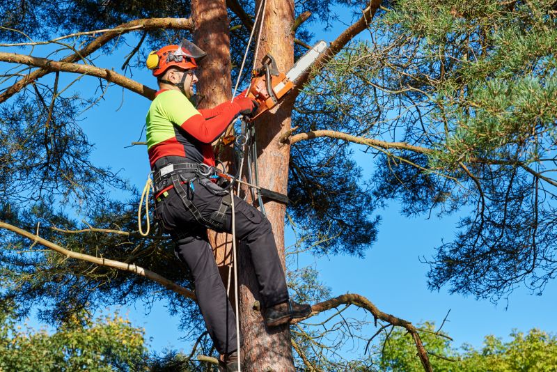 Tree Care Professionals at Work