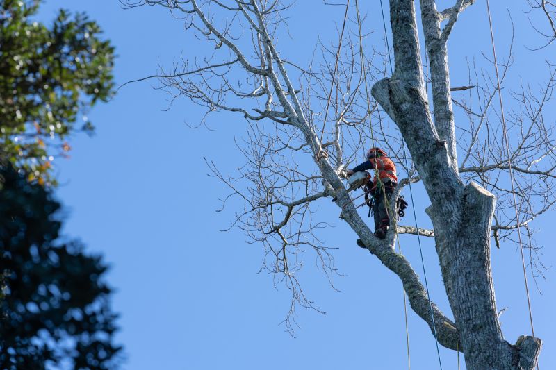 Tree Maintenance for Safety